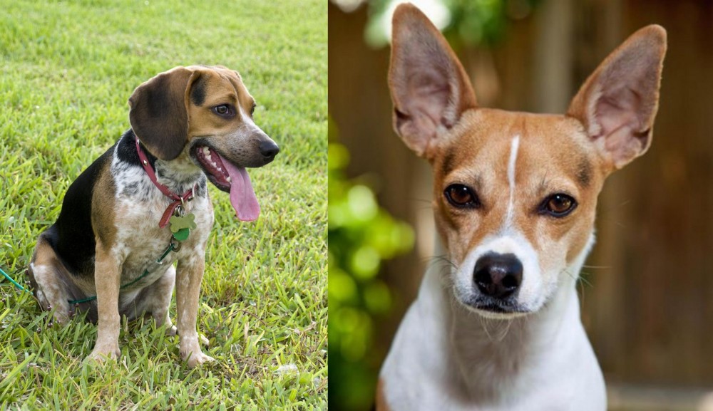 Rat Terrier vs Bluetick Beagle - Breed Comparison