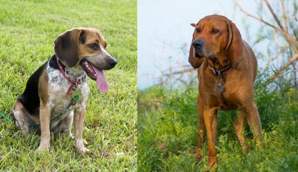 Redbone Coonhound vs Bluetick Beagle - Breed Comparison