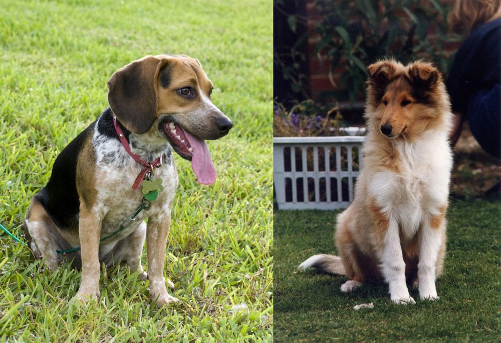 Rough Collie vs Bluetick Beagle - Breed Comparison