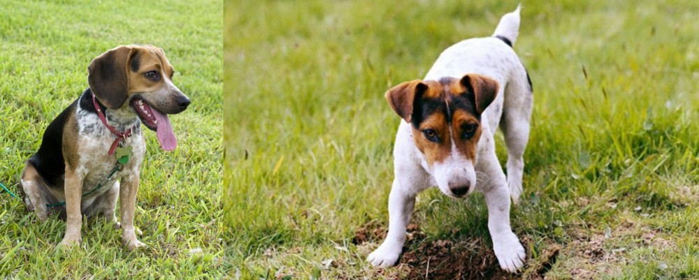 Russell Terrier vs Bluetick Beagle - Breed Comparison