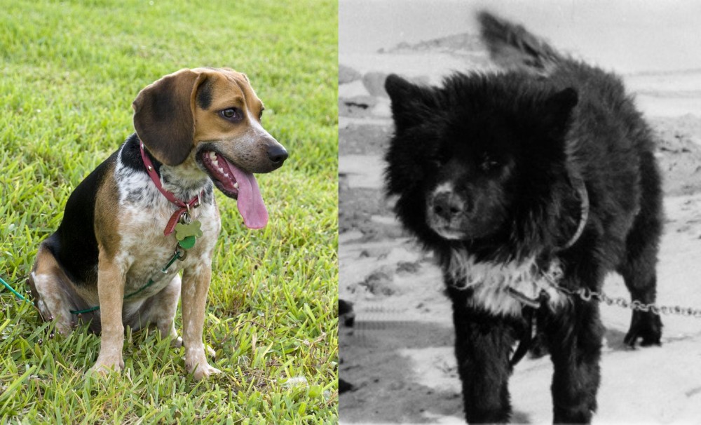 Sakhalin Husky vs Bluetick Beagle - Breed Comparison