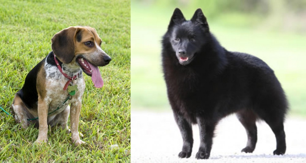 Schipperke vs Bluetick Beagle - Breed Comparison