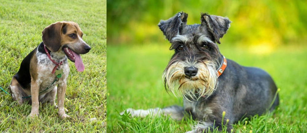 Schnauzer vs Bluetick Beagle - Breed Comparison