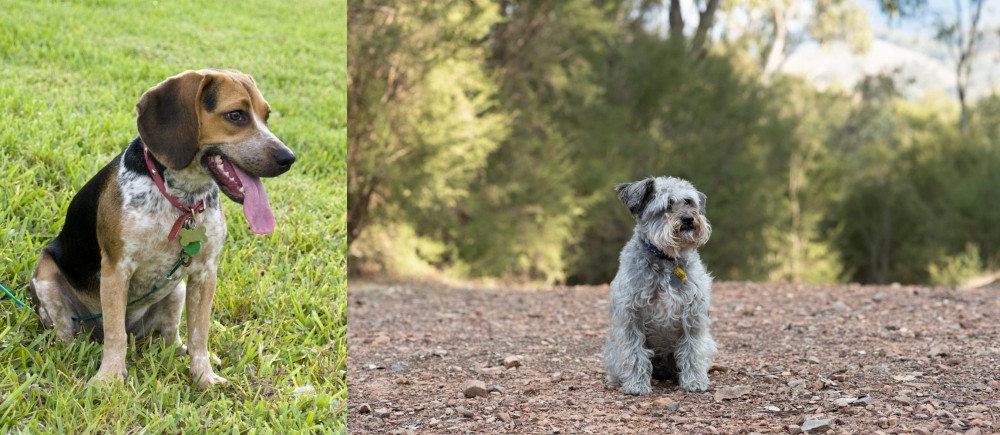 Schnoodle vs Bluetick Beagle - Breed Comparison