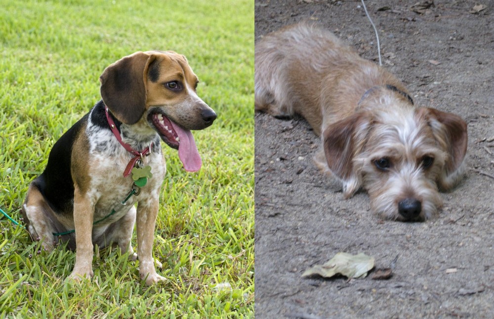 Schweenie vs Bluetick Beagle - Breed Comparison