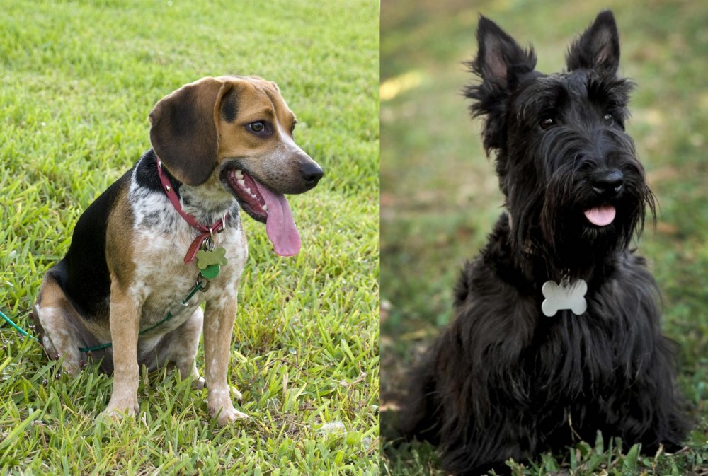 Scoland Terrier vs Bluetick Beagle - Breed Comparison
