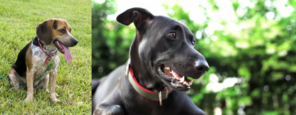 Shepard Labrador vs Bluetick Beagle - Breed Comparison
