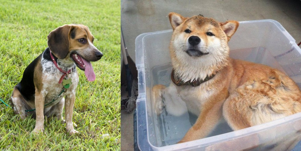 Shiba Inu vs Bluetick Beagle - Breed Comparison