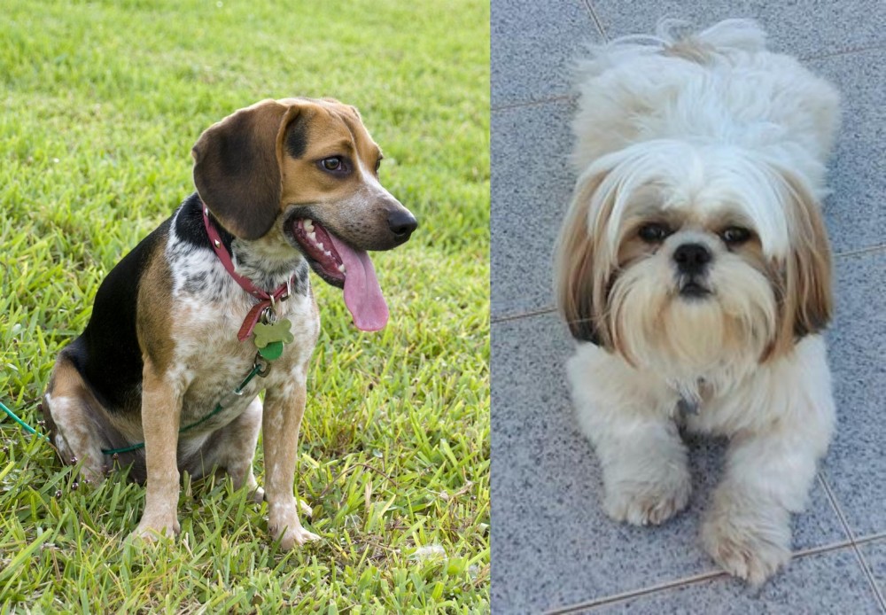 Shih Tzu vs Bluetick Beagle - Breed Comparison