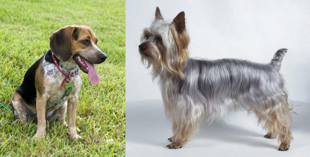 Silky Terrier vs Bluetick Beagle - Breed Comparison