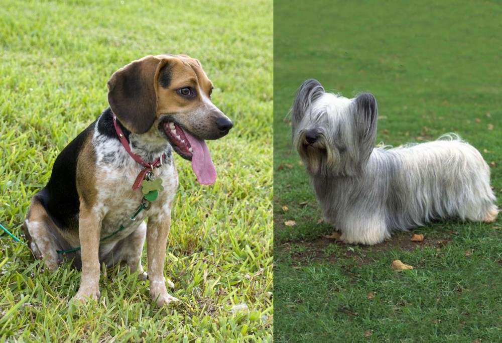 Skye Terrier vs Bluetick Beagle - Breed Comparison