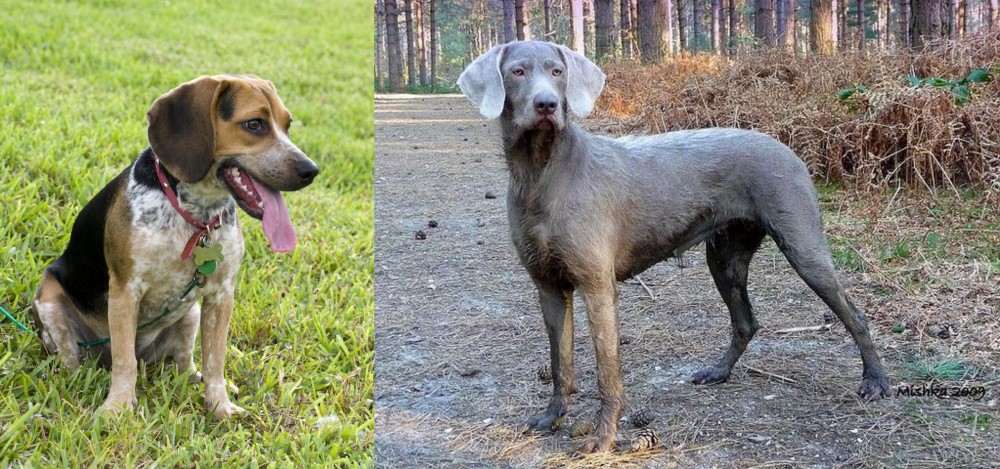 Slovensky Hrubosrsty Stavac vs Bluetick Beagle - Breed Comparison