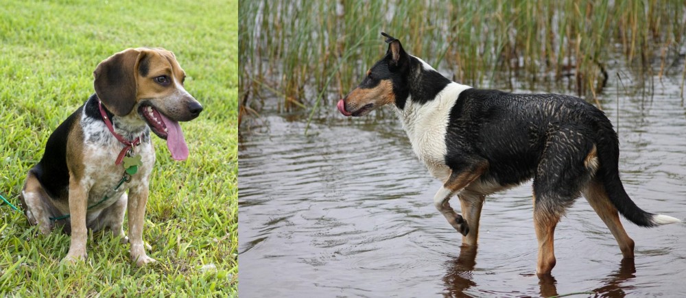 Smooth Collie vs Bluetick Beagle - Breed Comparison