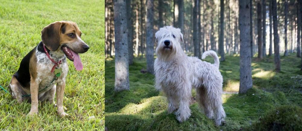 Soft-Coated Wheaten Terrier vs Bluetick Beagle - Breed Comparison
