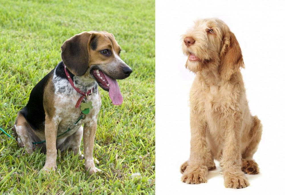 Spinone Italiano vs Bluetick Beagle - Breed Comparison