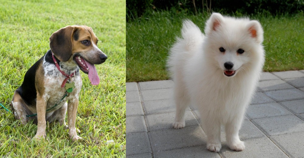 Spitz vs Bluetick Beagle - Breed Comparison