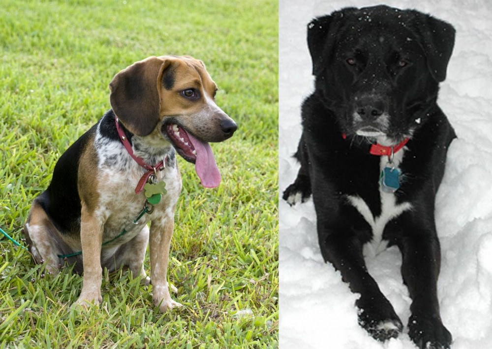 St. John's Water Dog vs Bluetick Beagle - Breed Comparison