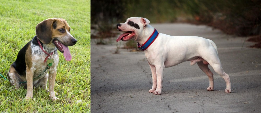 Staffordshire Bull Terrier vs Bluetick Beagle - Breed Comparison