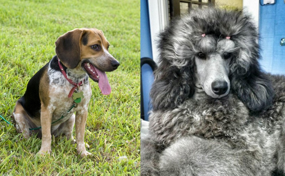 Standard Poodle vs Bluetick Beagle - Breed Comparison