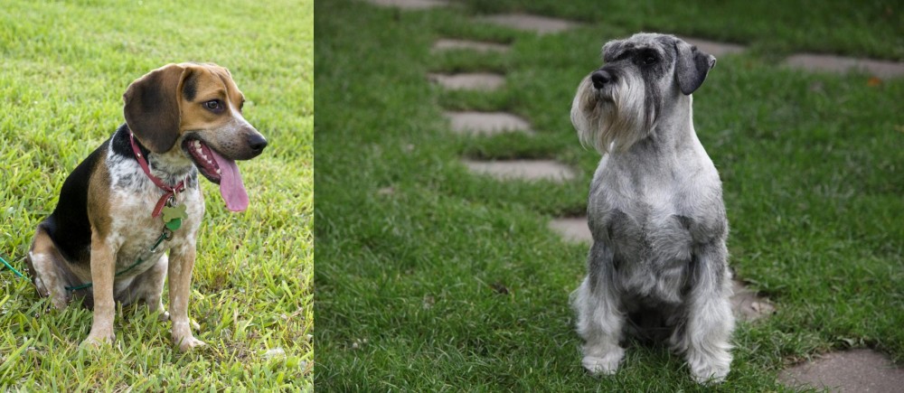 Standard Schnauzer vs Bluetick Beagle - Breed Comparison