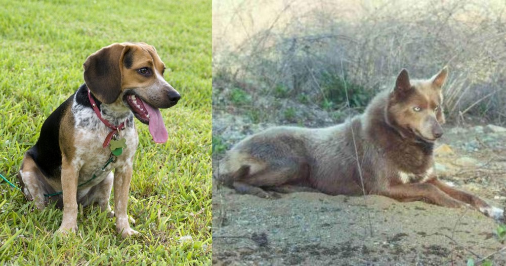Tahltan Bear Dog vs Bluetick Beagle - Breed Comparison