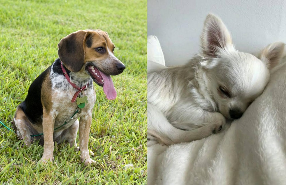 Tea Cup Chihuahua vs Bluetick Beagle - Breed Comparison