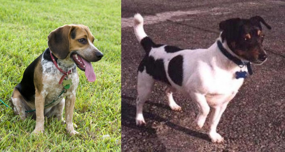 Teddy Roosevelt Terrier vs Bluetick Beagle - Breed Comparison