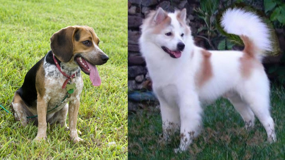 Thai Bangkaew vs Bluetick Beagle - Breed Comparison