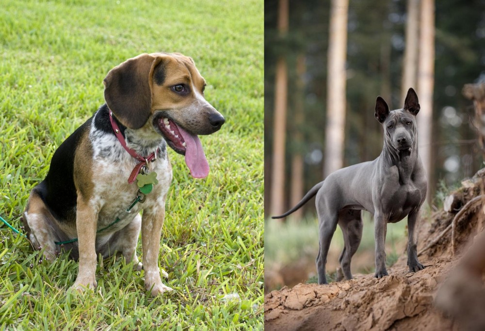 Thai Ridgeback vs Bluetick Beagle - Breed Comparison