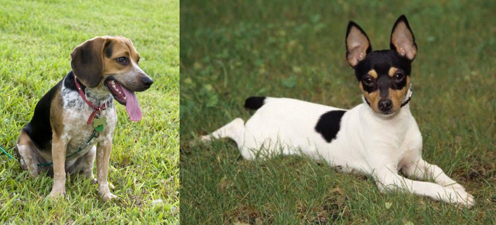 Toy Fox Terrier vs Bluetick Beagle - Breed Comparison