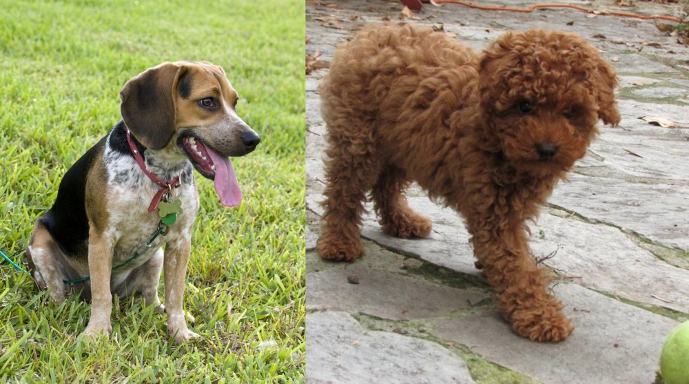 Toy Poodle vs Bluetick Beagle - Breed Comparison