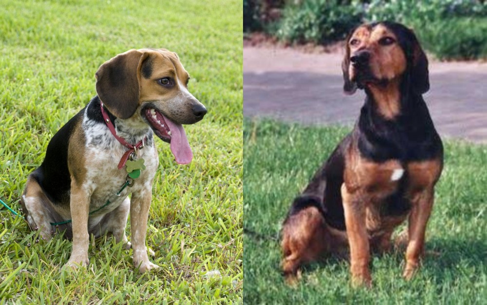 Tyrolean Hound vs Bluetick Beagle - Breed Comparison