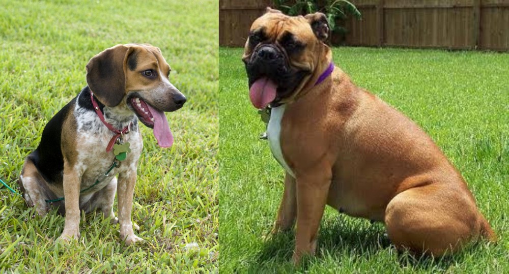 Valley Bulldog vs Bluetick Beagle - Breed Comparison