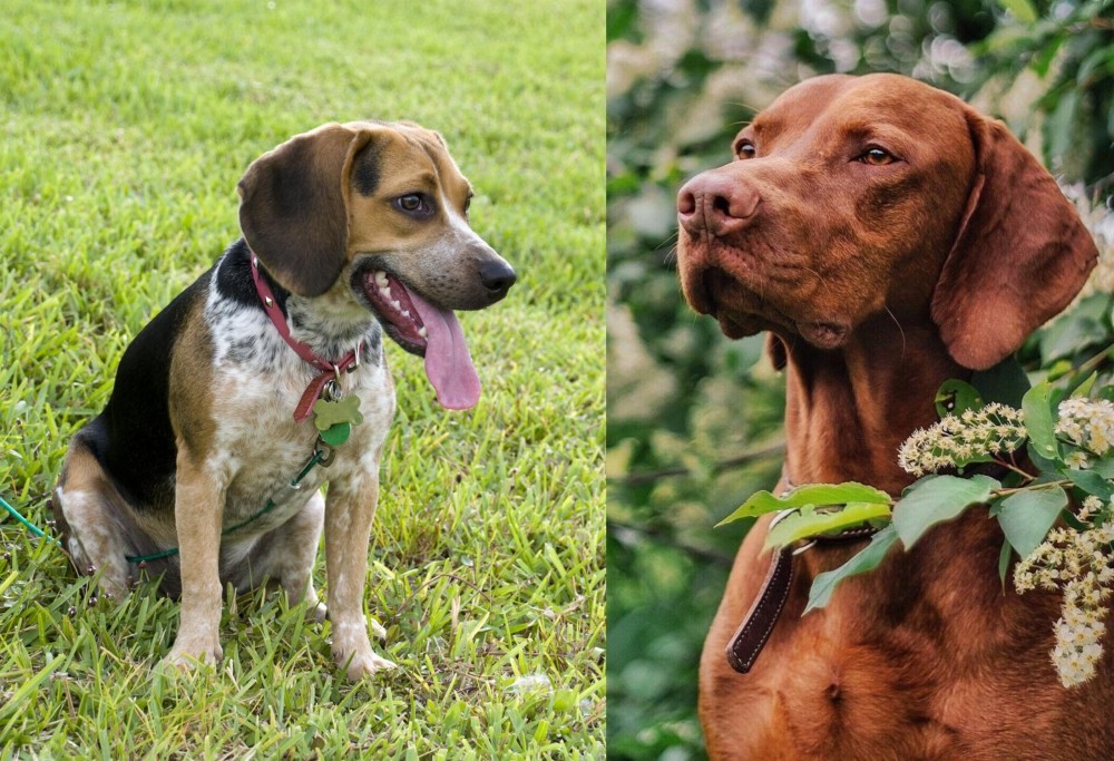 Vizsla vs Bluetick Beagle - Breed Comparison