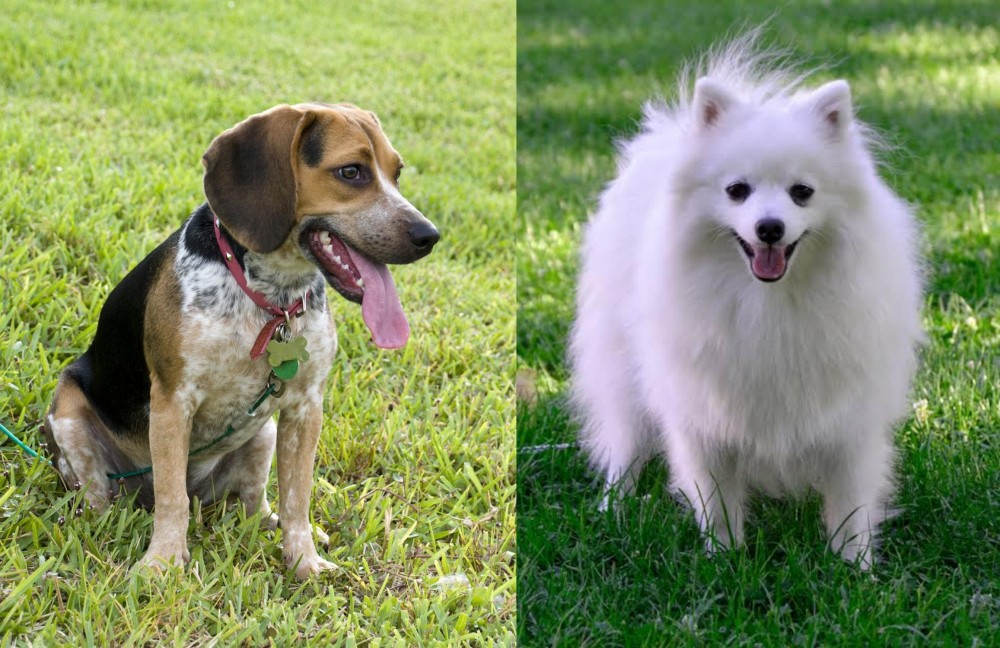 Volpino Italiano vs Bluetick Beagle - Breed Comparison