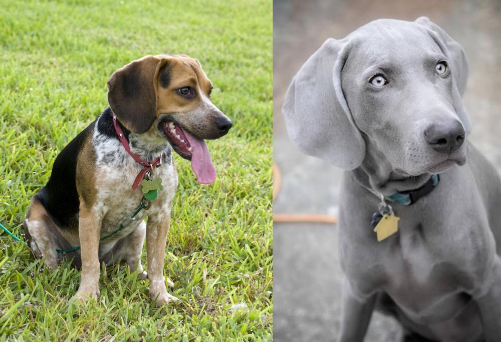 Weimaraner vs Bluetick Beagle - Breed Comparison