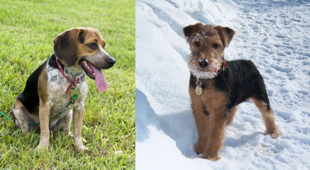 Welsh Terrier vs Bluetick Beagle - Breed Comparison