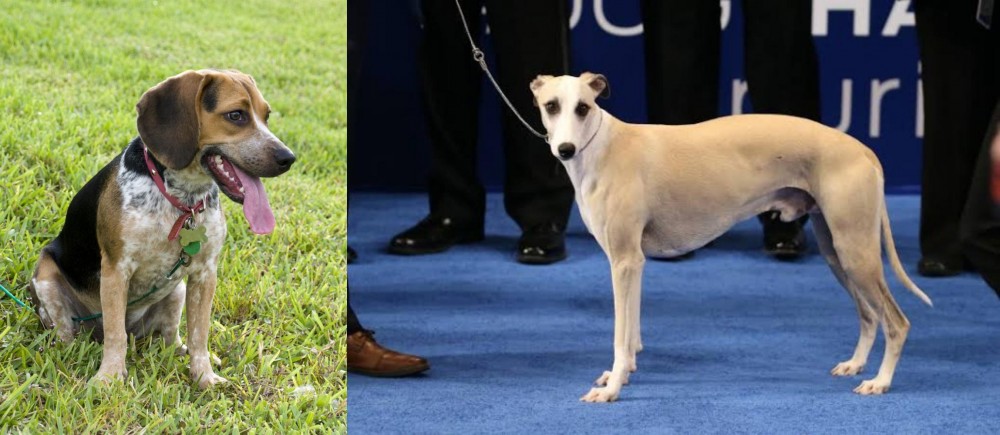 Whippet vs Bluetick Beagle - Breed Comparison