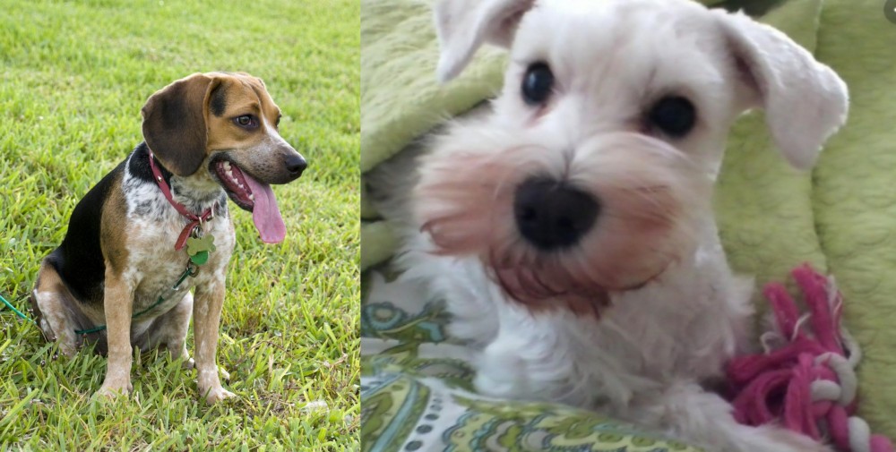White Schnauzer vs Bluetick Beagle - Breed Comparison