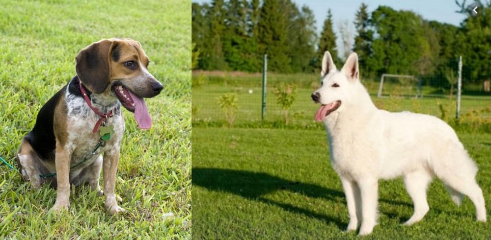 White Shepherd vs Bluetick Beagle - Breed Comparison