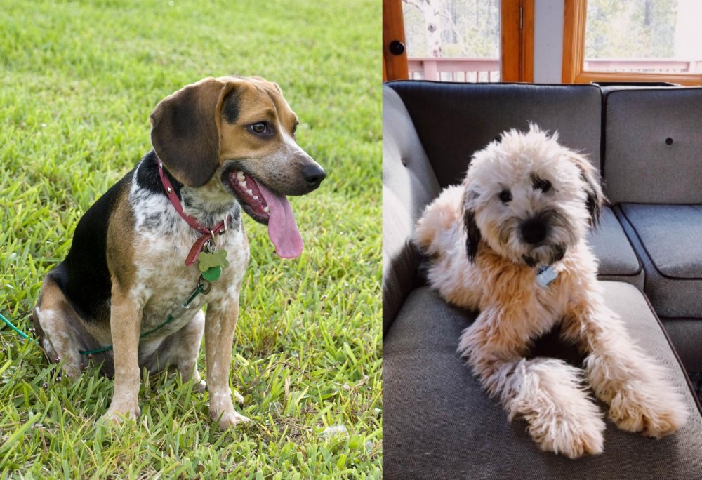 Whoodles vs Bluetick Beagle - Breed Comparison