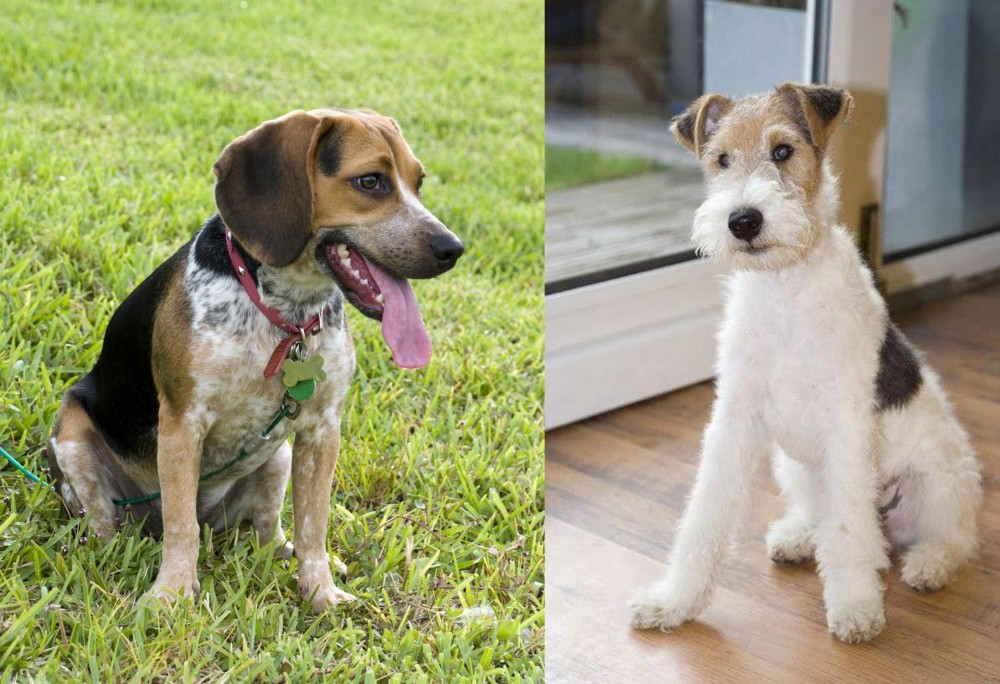 Wire Fox Terrier vs Bluetick Beagle - Breed Comparison