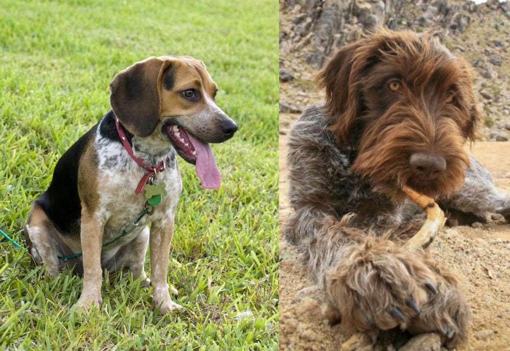 Wirehaired Pointing Griffon vs Bluetick Beagle - Breed Comparison