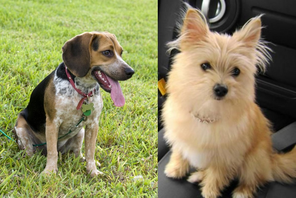 Yoranian vs Bluetick Beagle - Breed Comparison