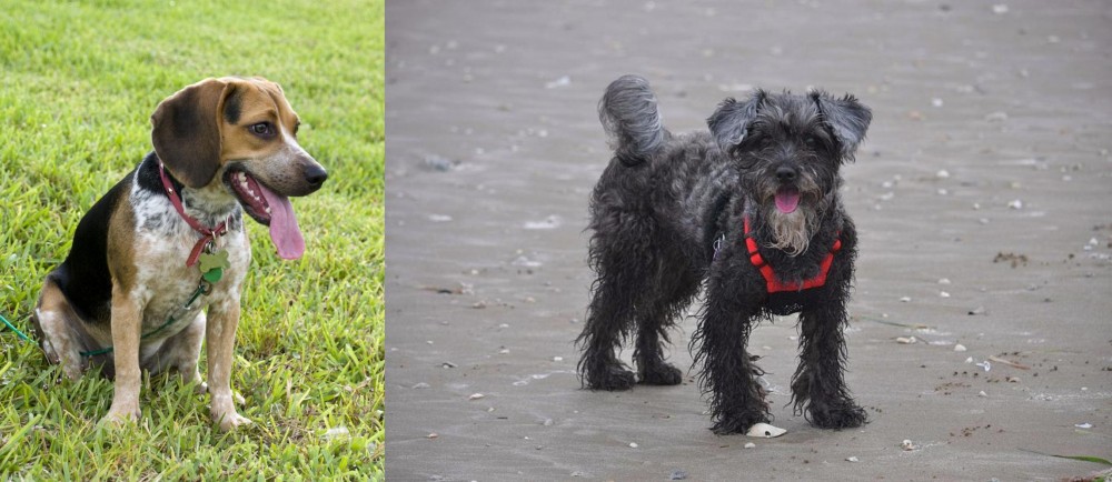 YorkiePoo vs Bluetick Beagle - Breed Comparison