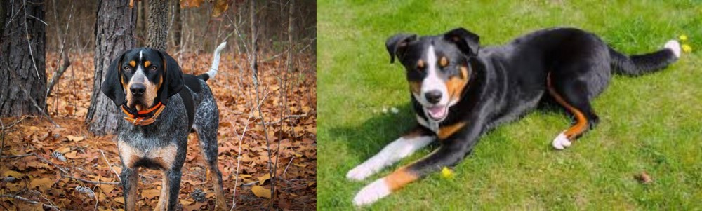 Appenzell Mountain Dog vs Bluetick Coonhound - Breed Comparison