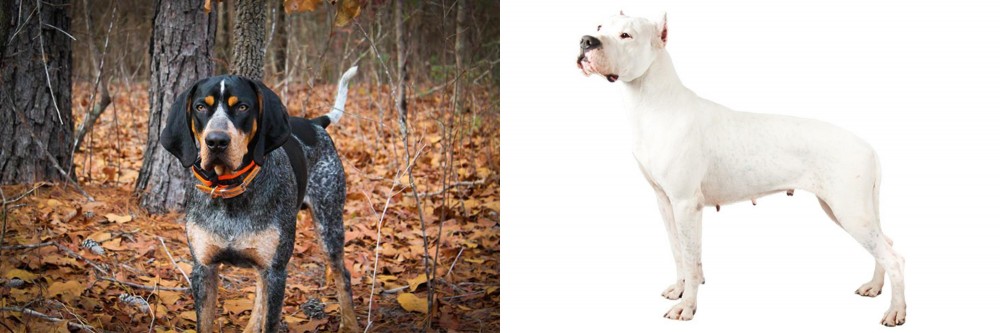 Argentine Dogo vs Bluetick Coonhound - Breed Comparison