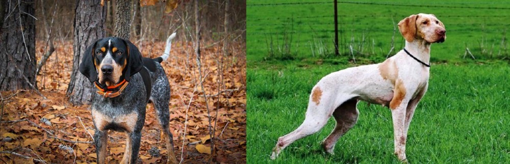Ariege Pointer vs Bluetick Coonhound - Breed Comparison