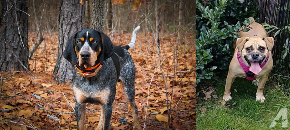 Beabull vs Bluetick Coonhound - Breed Comparison