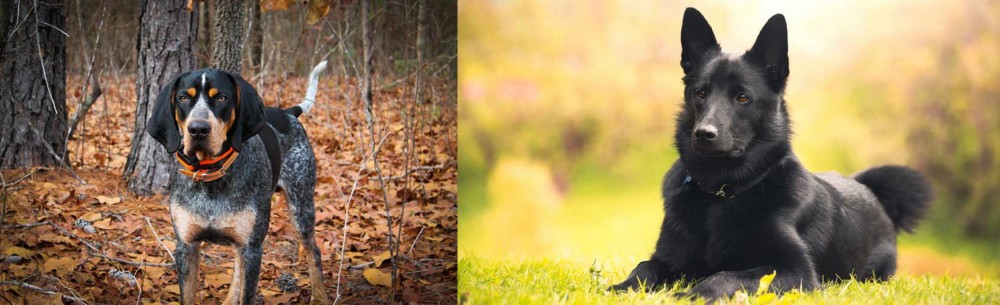 Black Norwegian Elkhound vs Bluetick Coonhound - Breed Comparison